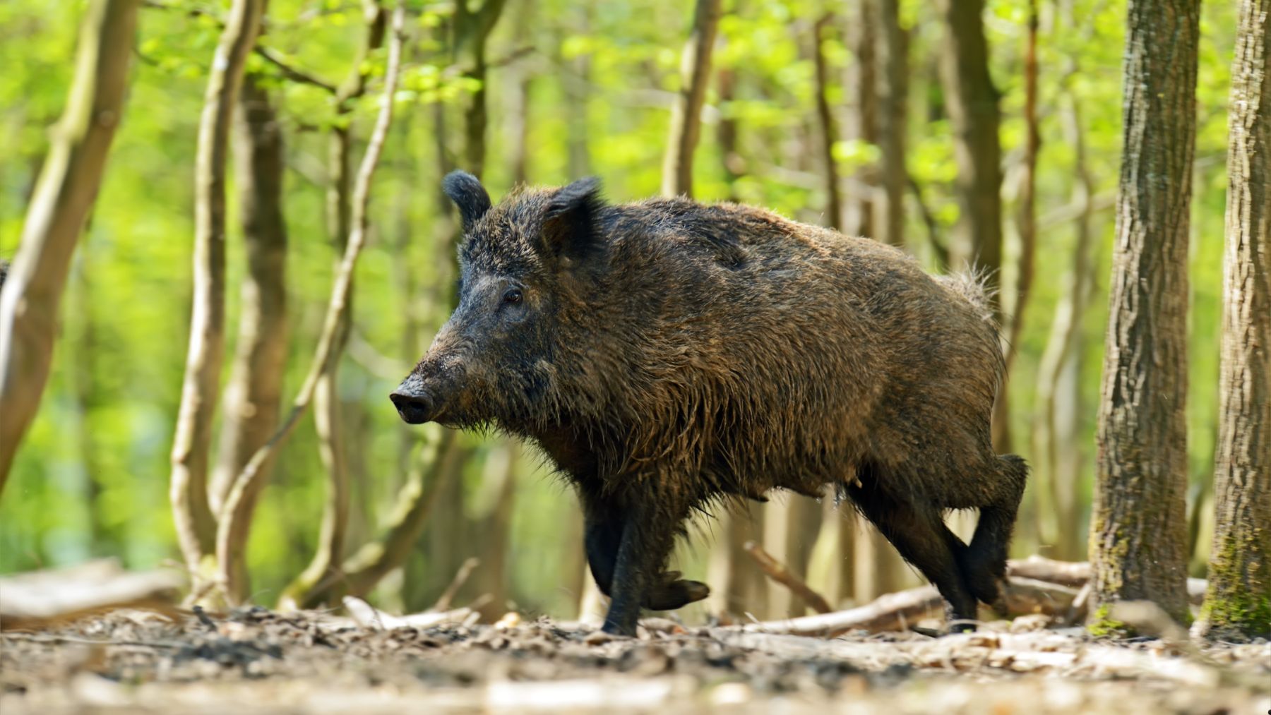 Jabalí adulto caminando en un bosque europeo, especie que causa daños en cultivos agrícolas en verano y otoño.