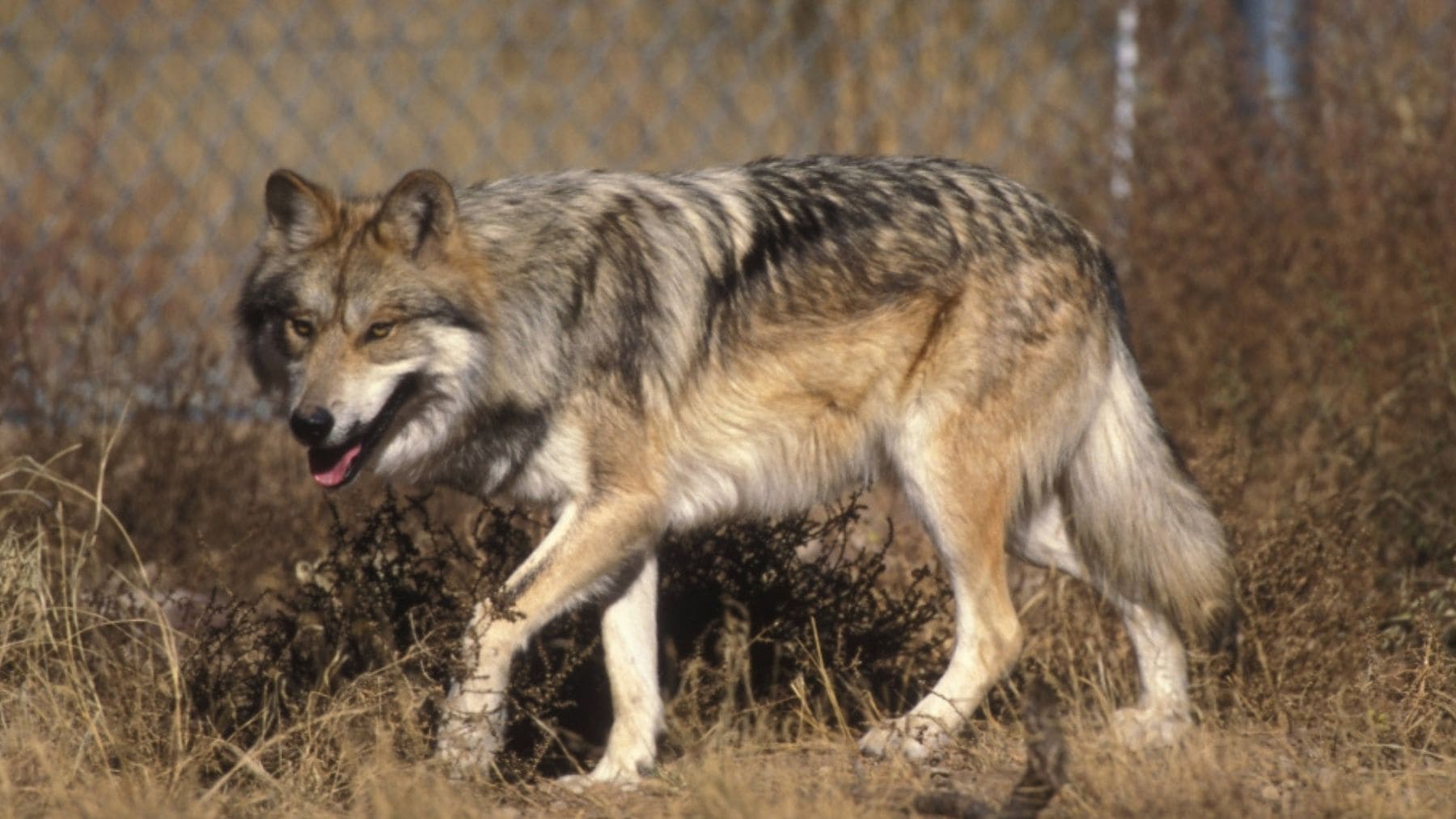 Loba gris caminando en un entorno montañoso tras su regreso histórico a Cataluña.