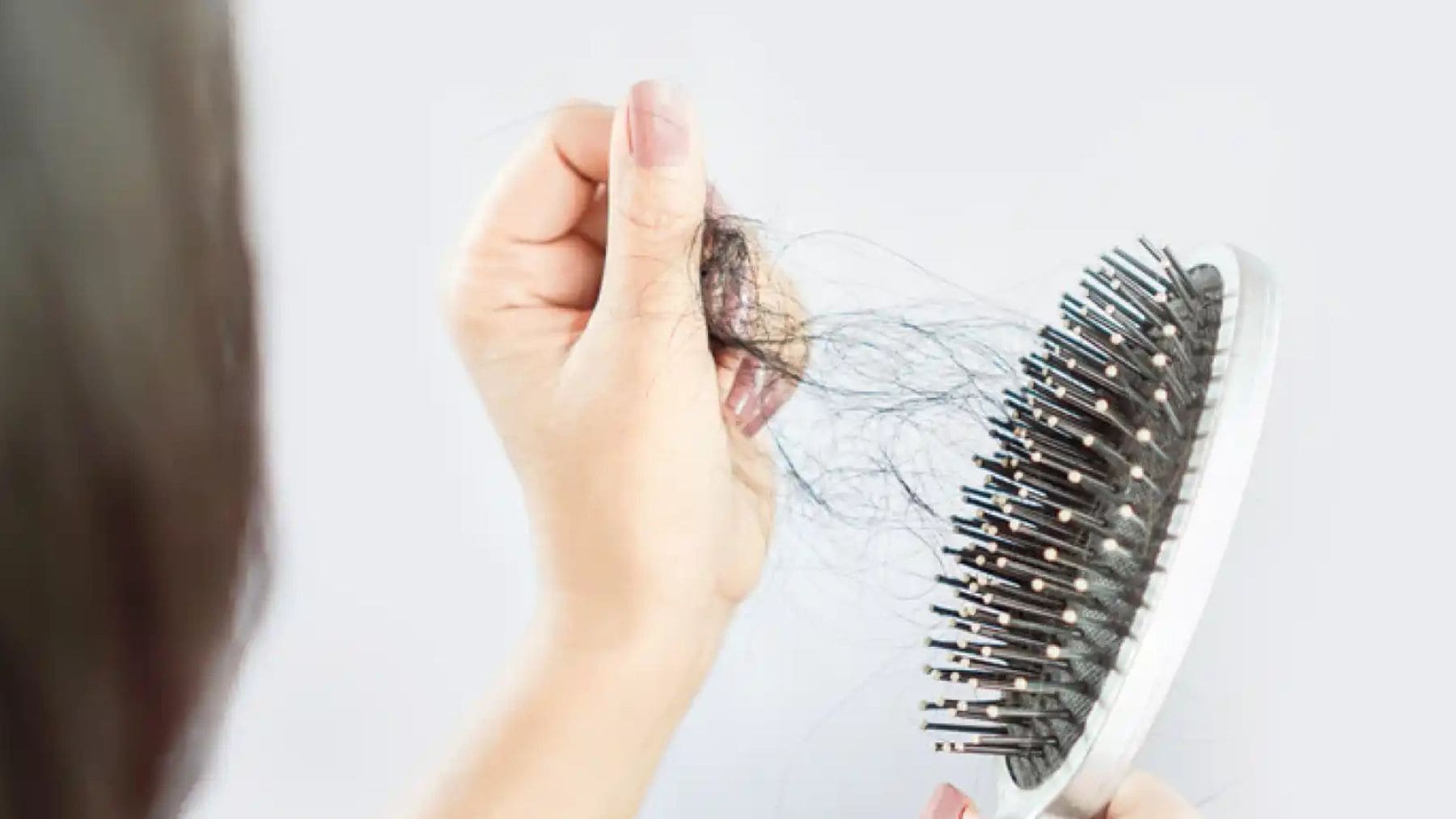 Mechón de pelo recogido en un cepillo, usado para analizar exposición histórica al plomo.