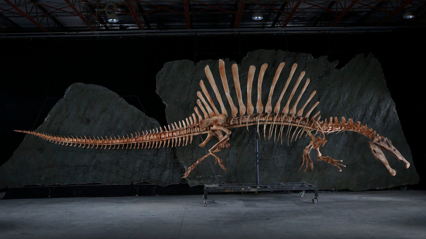 Esqueleto fósil de Spinosaurus mirabilis con gran vela dorsal hallado en el desierto del Sáhara.