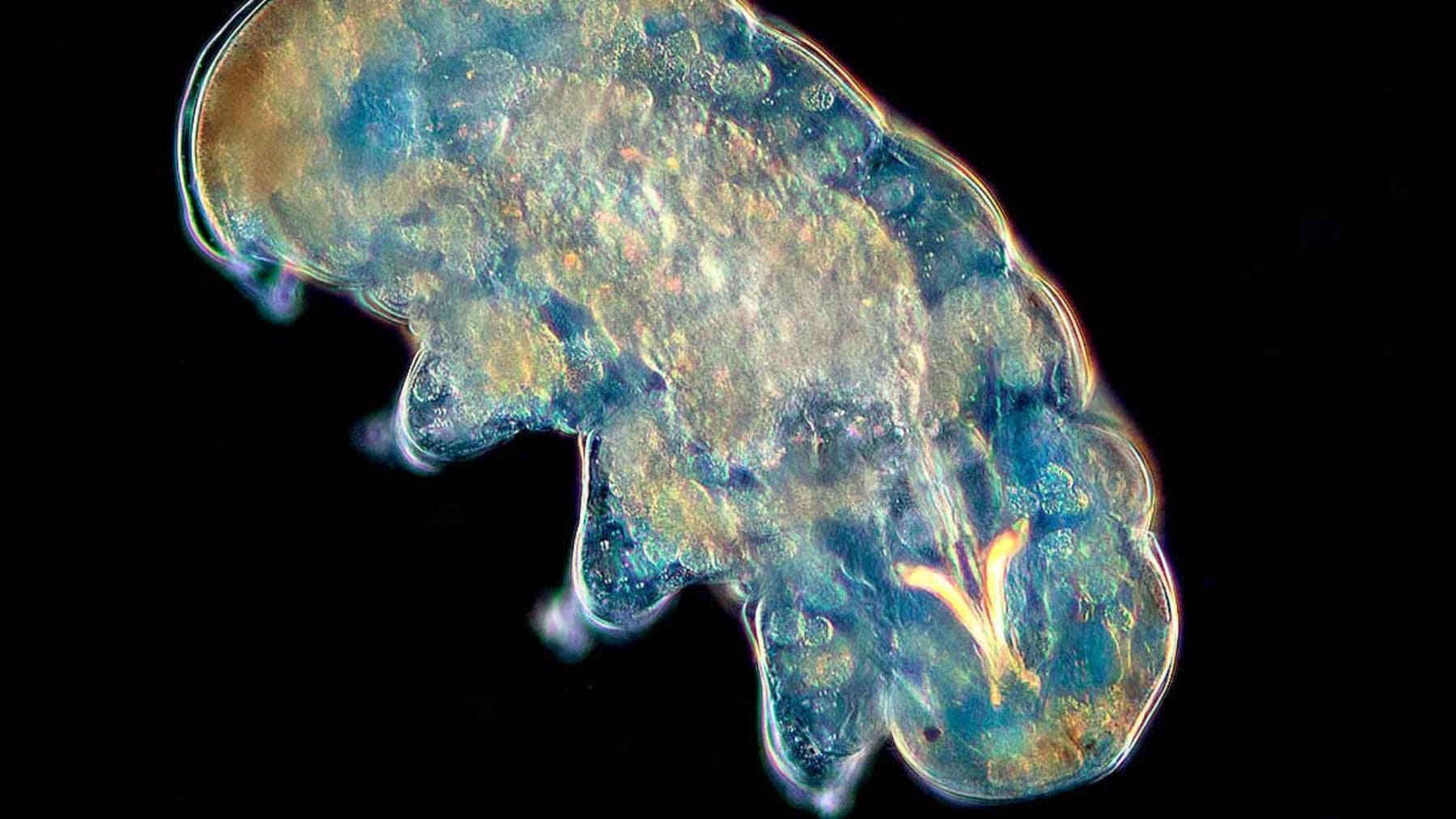 Microfotografía de un tardígrado, el animal microscópico capaz de sobrevivir a condiciones extremas.