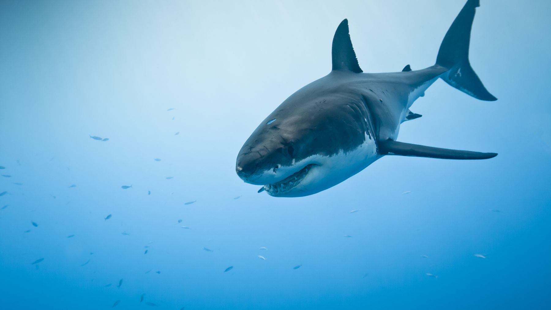Tiburón blanco juvenil nadando en el Mediterráneo tras su confirmación frente a la costa de Alicante.