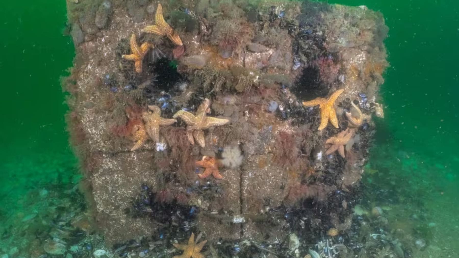 Reef cubes instalados bajo turbinas eólicas marinas para crear hábitats y arrecifes artificiales.