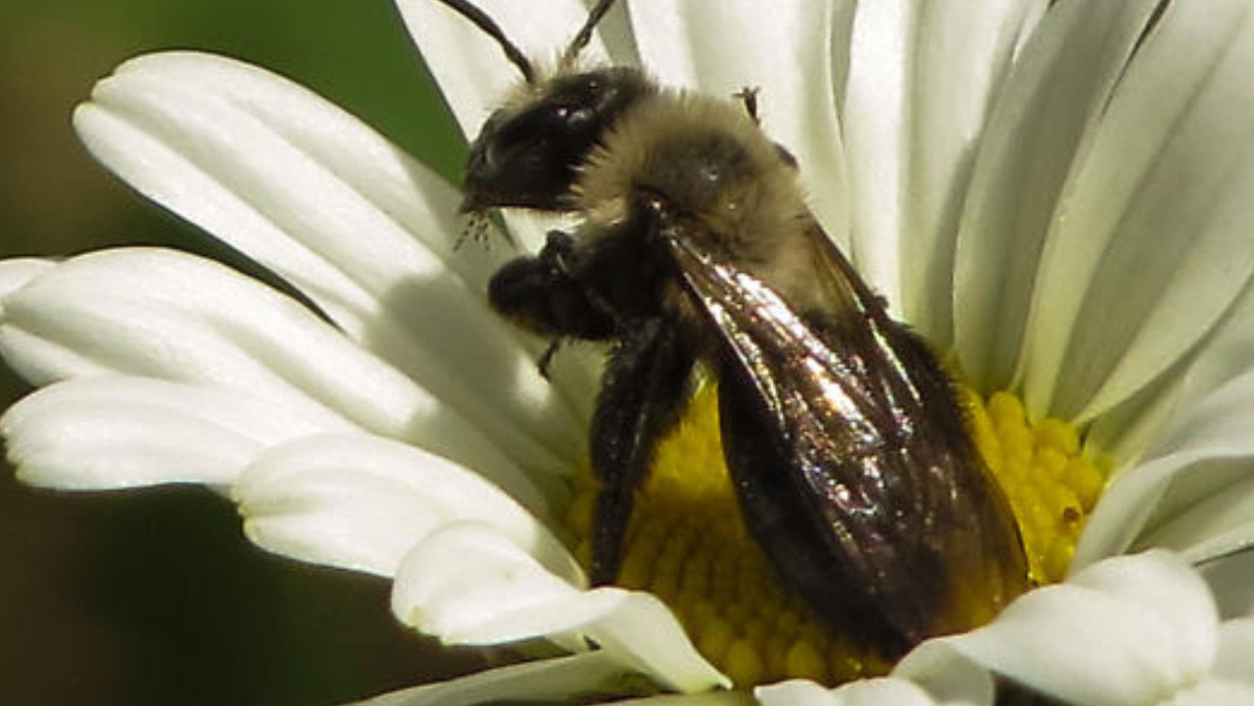 Abeja minera del castaño (Andrena rehni) sobre una flor, especie redescubierta tras más de 100 años sin registros.