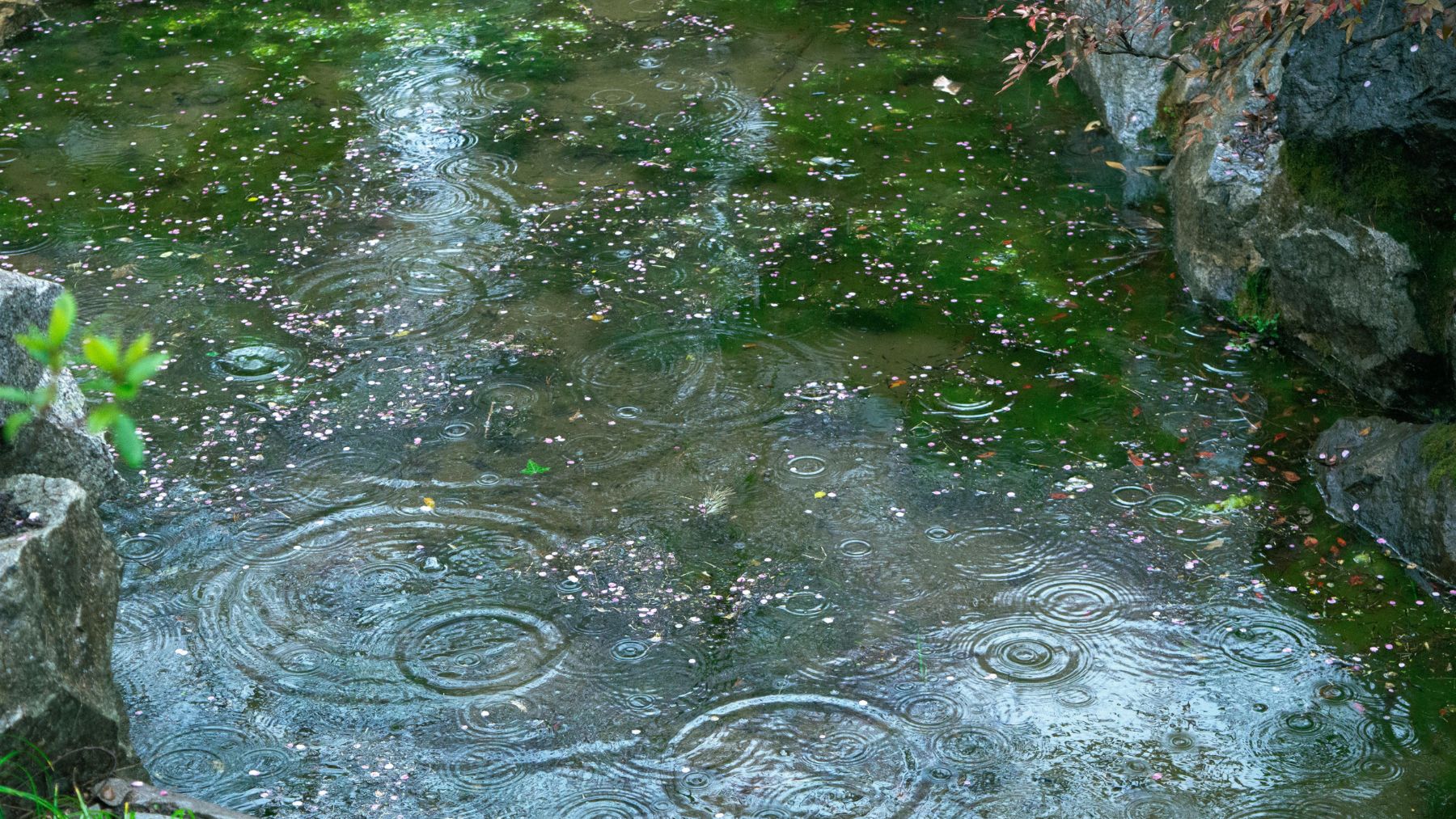 Agua de lluvia cayendo en un estanque usado para drenar escorrentía entre fincas en un conflicto vecinal resuelto por un tribunal alemán.