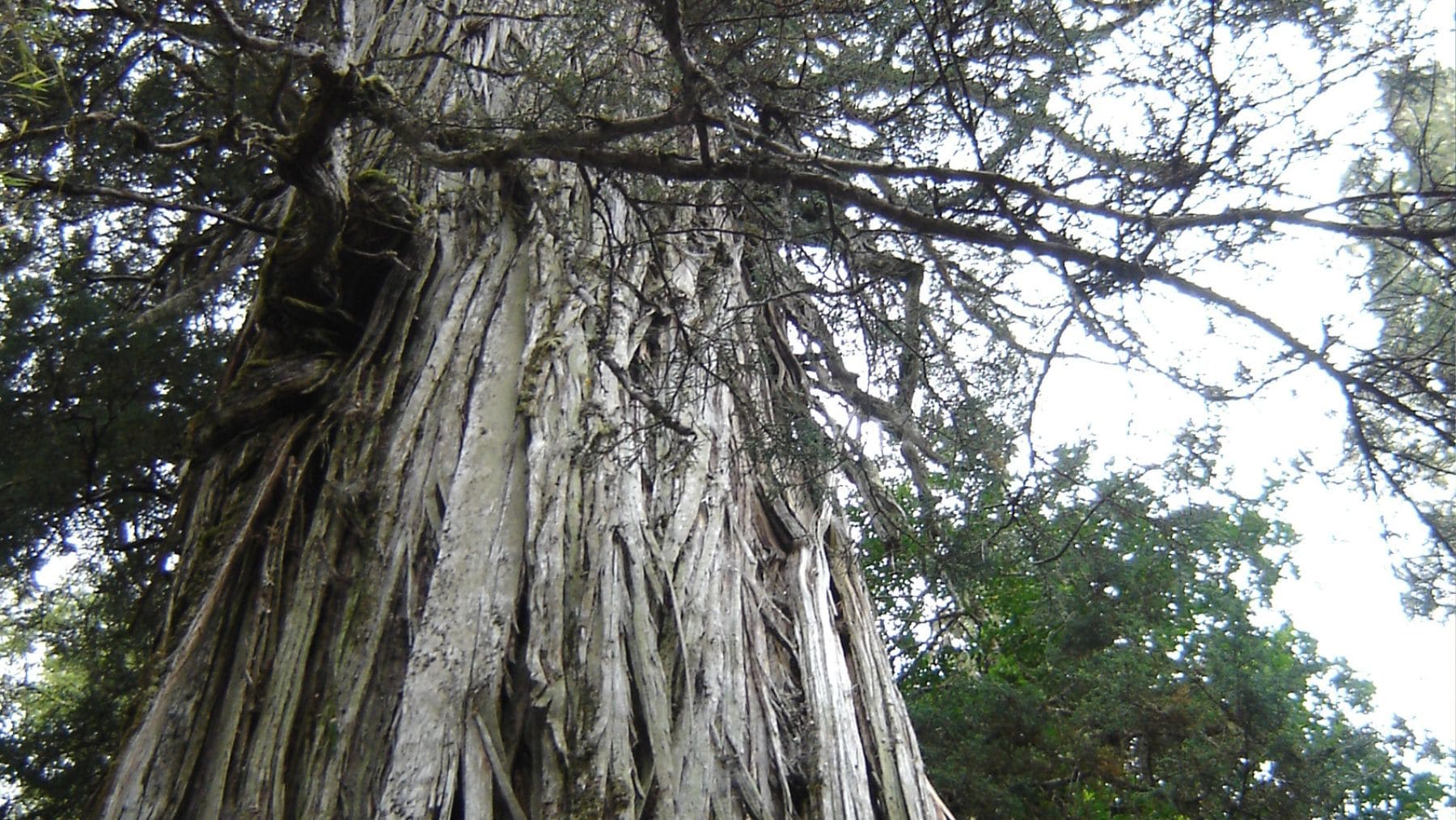 Alerce Abuelo en Chile, uno de los árboles más antiguos del mundo, con su tronco gigante en un bosque templado.