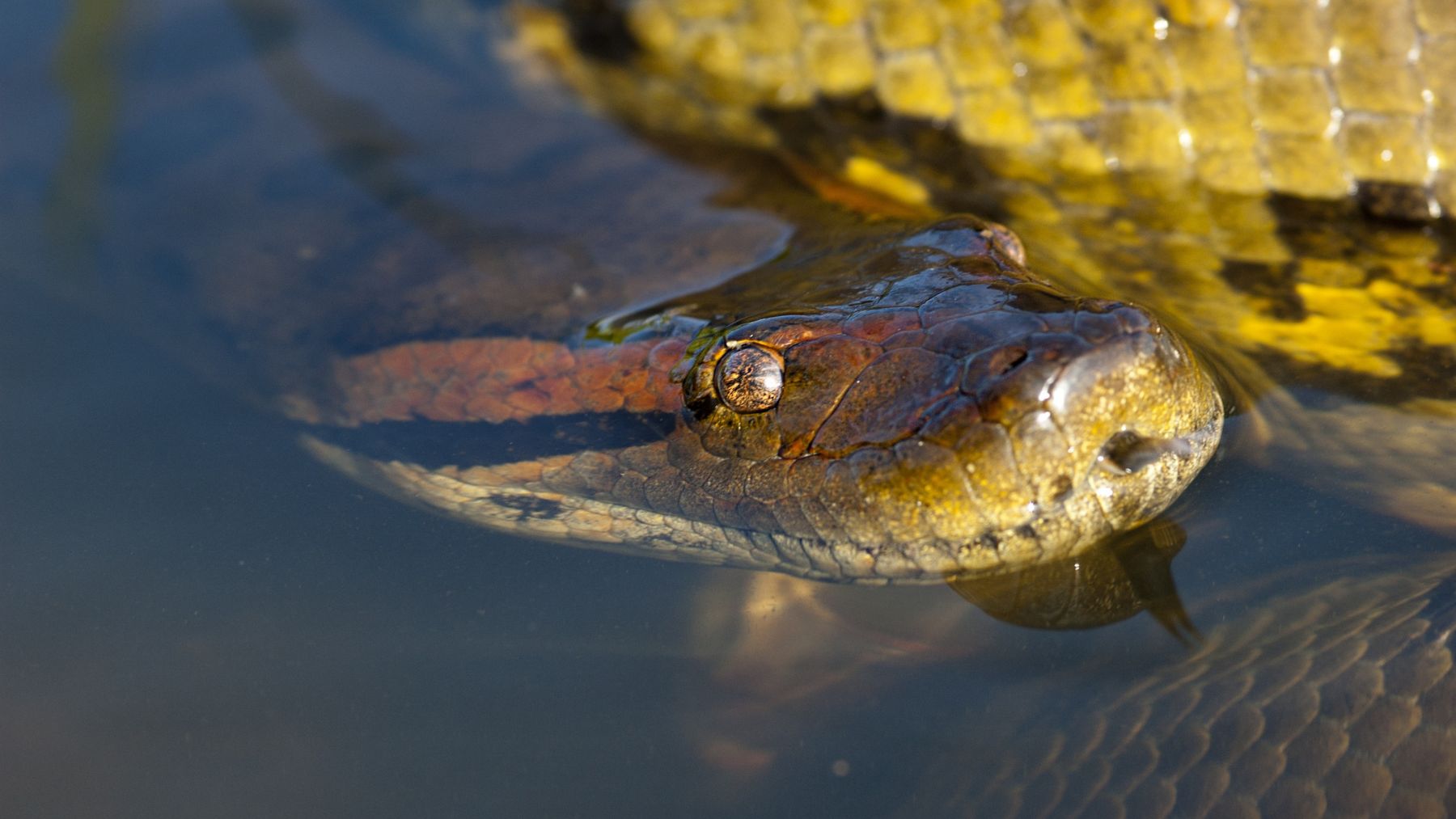 Anaconda gigante del Amazonas parcialmente sumergida en agua, símbolo de su evolución desde el Mioceno.