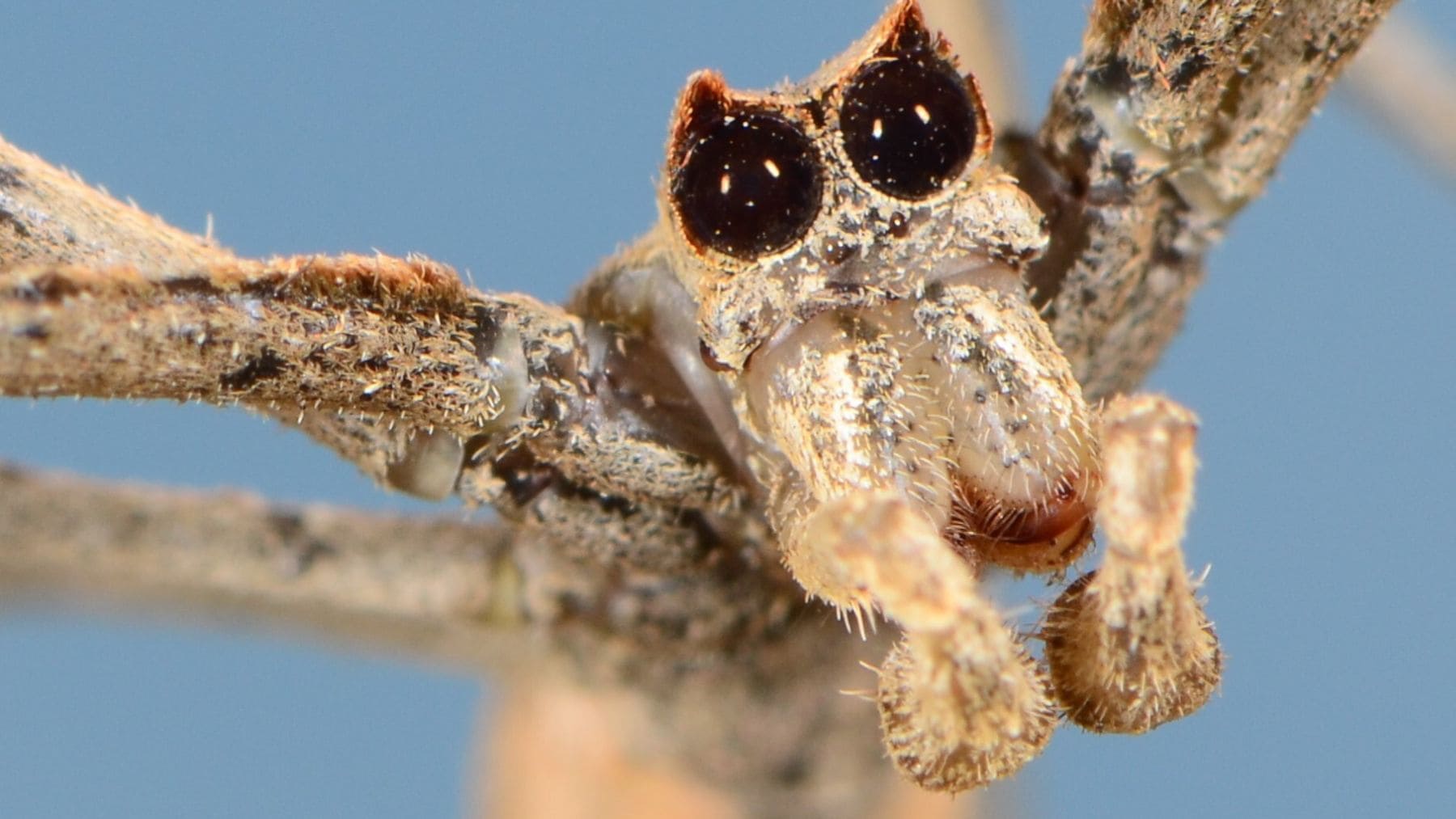Araña Asianopis subrufa en Australia utilizando su telaraña ultrarresistente y elástica para cazar.