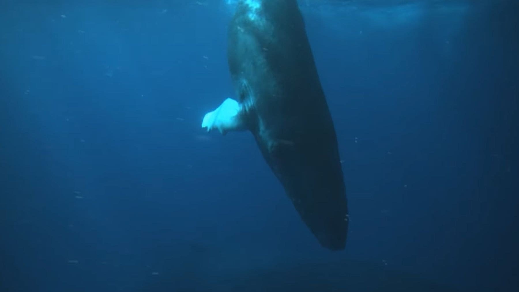 Ballena jorobada nadando en el océano, relacionada con la grabación sonora de 1949 descubierta por científicos.