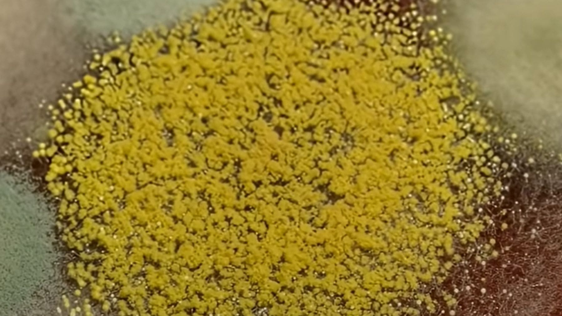 Colonia del hongo Penicillium simplicissimum usado en el experimento BioAsteroid para extraer paladio y platino de meteoritos en la ISS.