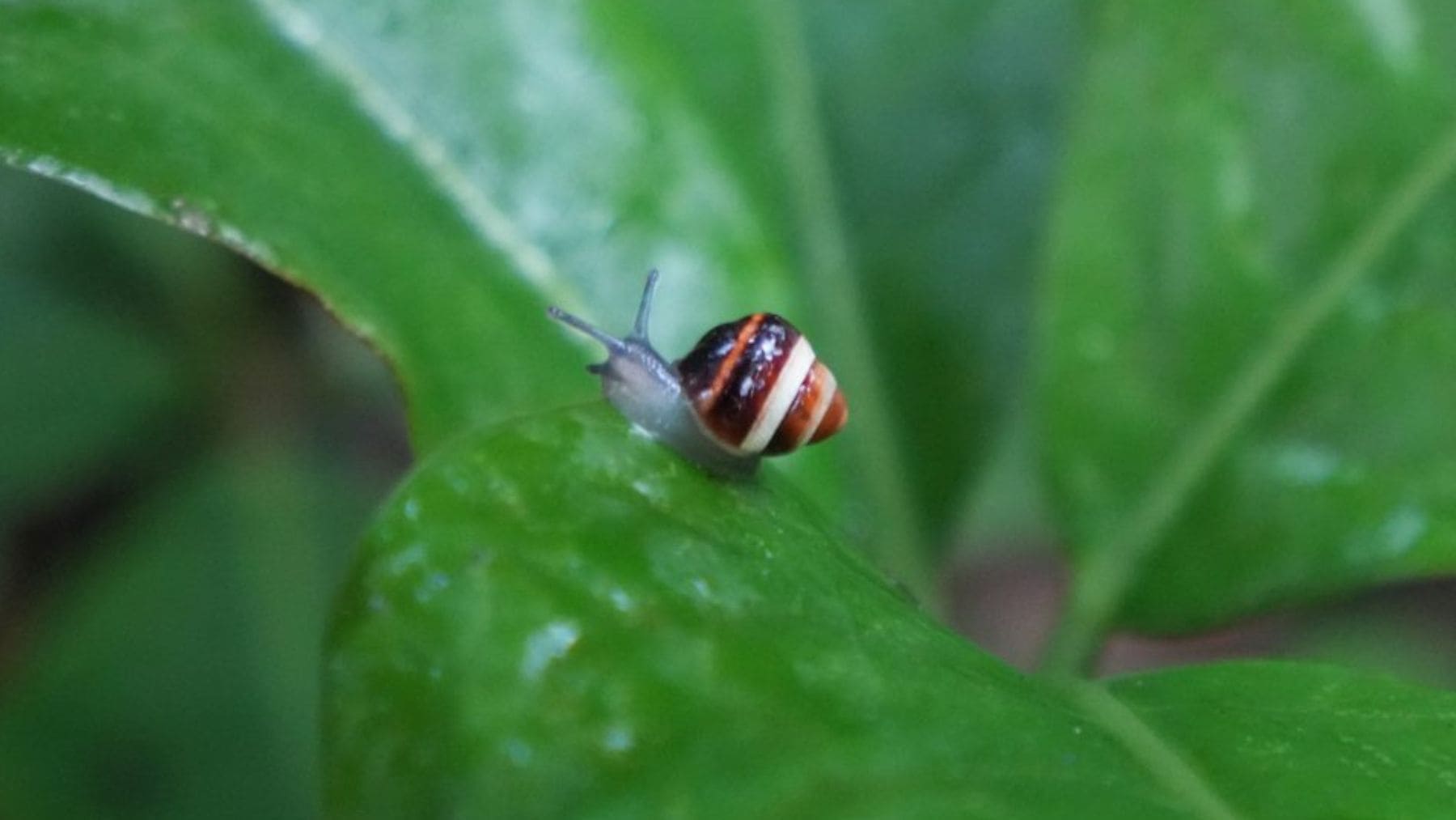 Caracol arbóreo hawaiano Achatinella fuscobasis desplazándose sobre una hoja tras su reintroducción en los bosques de Oʻahu.