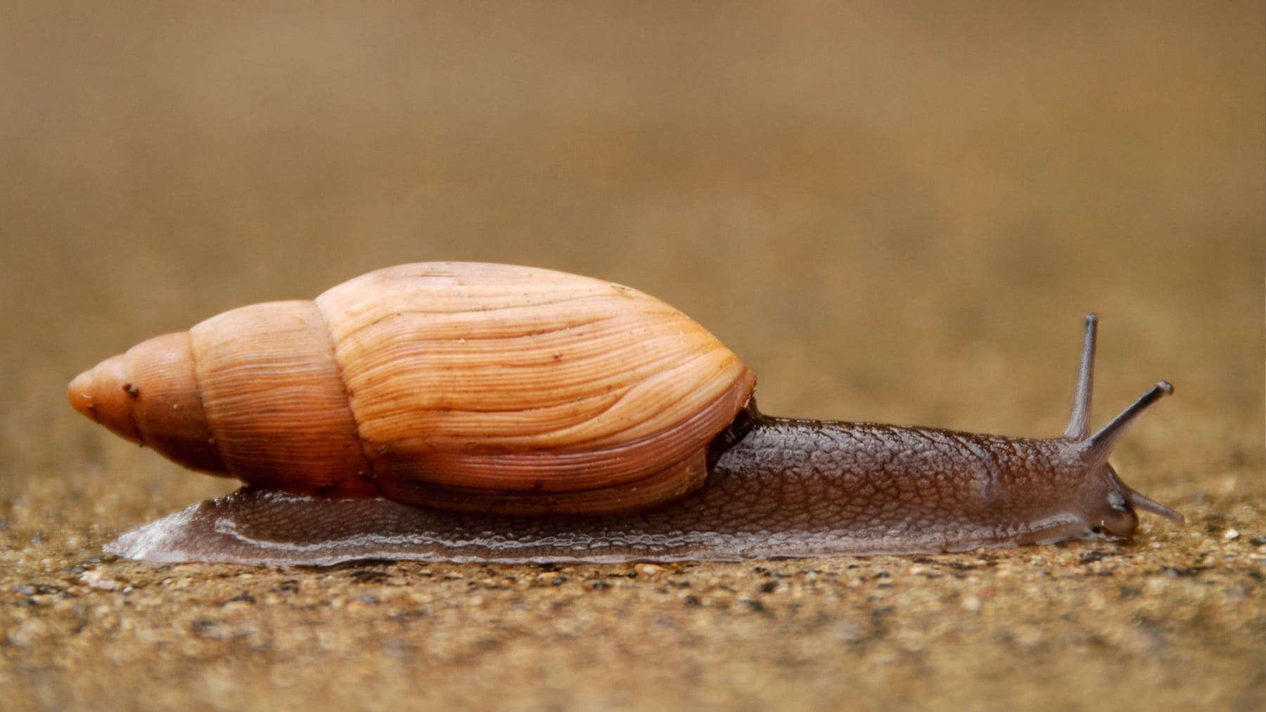 Caracol Achatinella fuscobasis reintroducido en Hawái tras más de 30 años extinto en la naturaleza.
