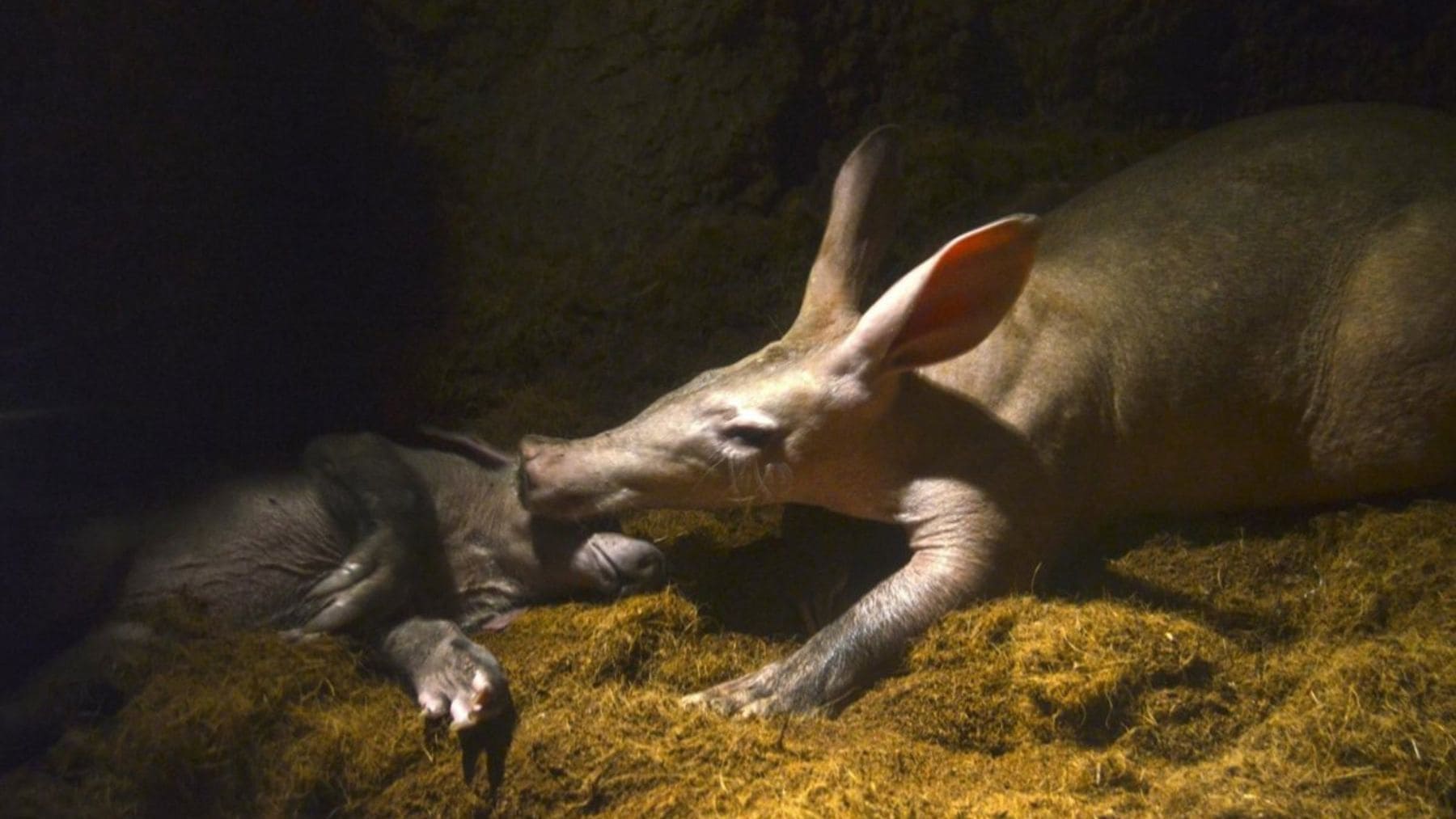Cría de cerdo hormiguero junto a su madre en BIOPARC Valencia dentro de una madriguera.