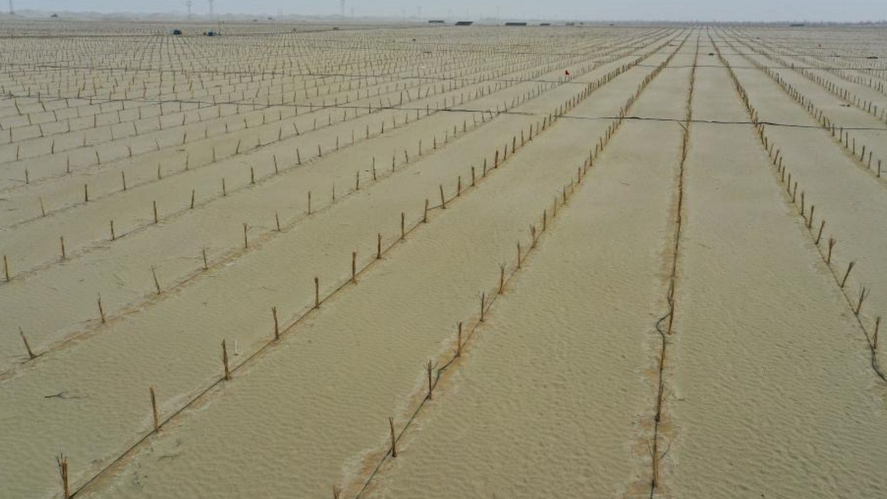 Filas de árboles plantados en el desierto del Taklamakan dentro del cinturón verde de 3.000 km impulsado por China.