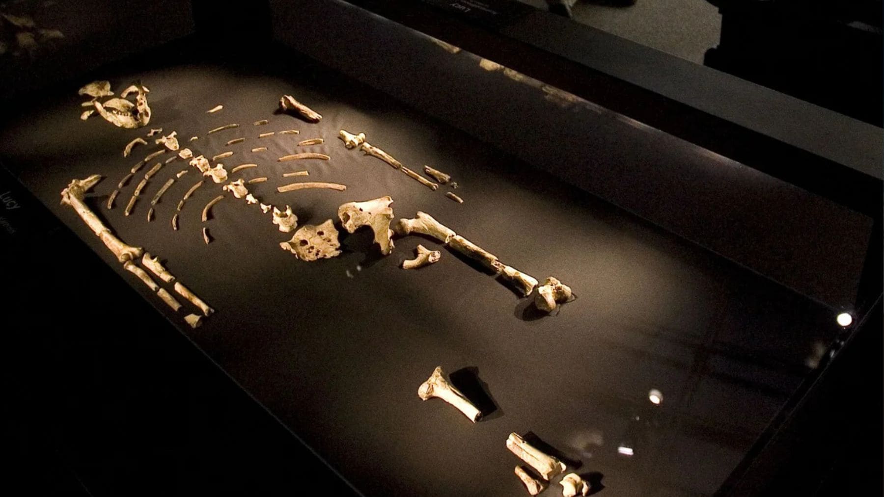 Esqueleto fósil de Lucy Australopithecus afarensis en Hadar donde vivió el cocodrilo depredador Crocodylus lucivenator.