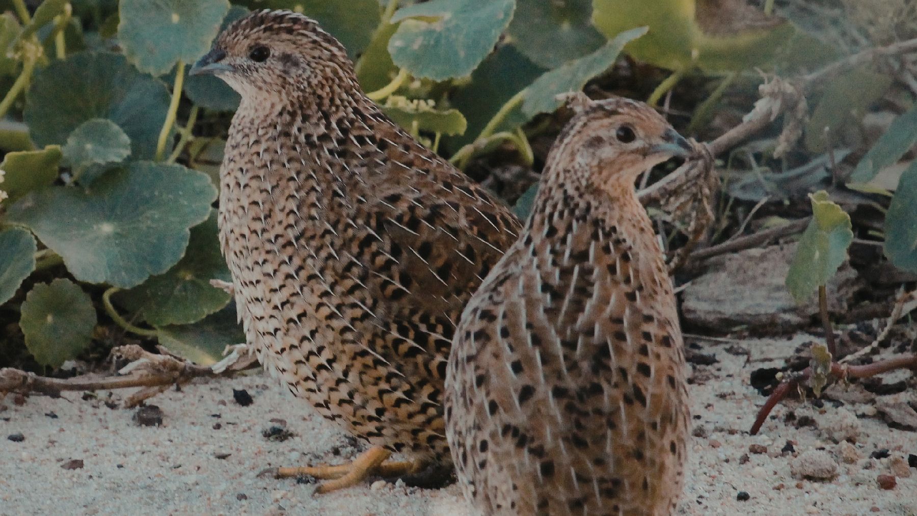 Codornices comunes en campo de cultivo, especie estudiada con GPS para analizar sus sorprendentes desplazamientos en Europa.