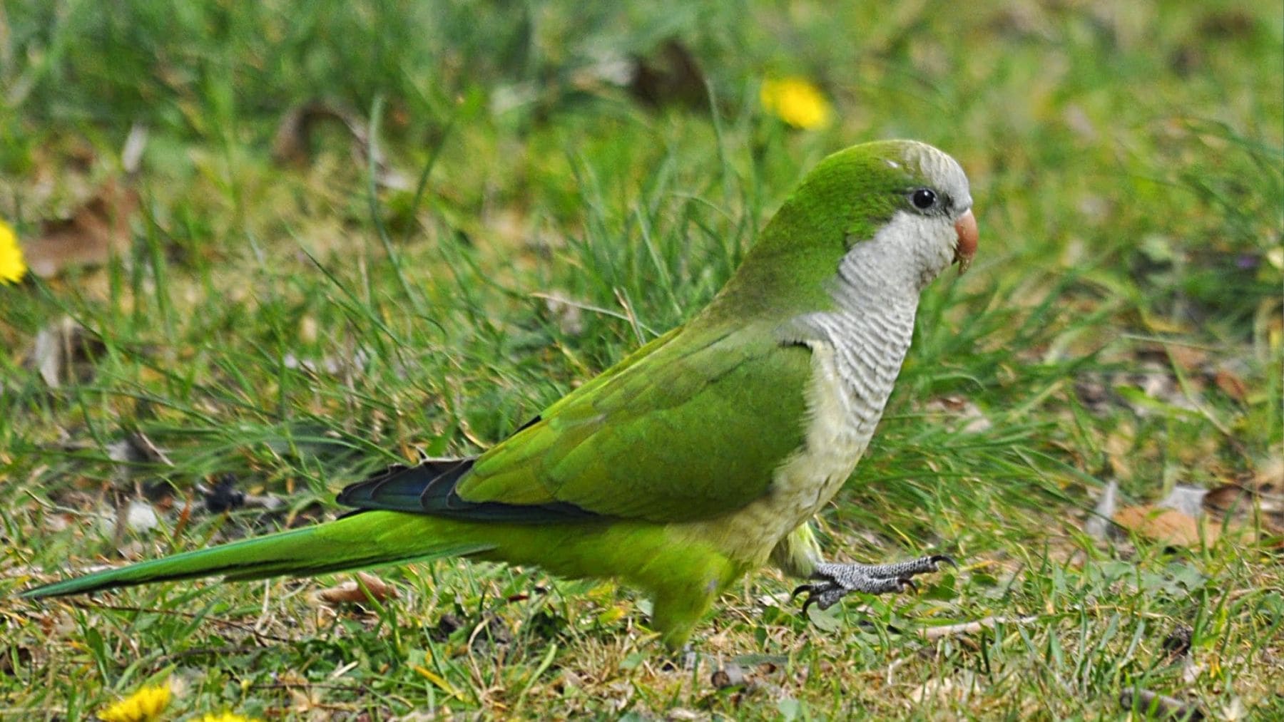 Cotorra argentina verde en un jardín urbano en España, especie invasora común cerca de casas.