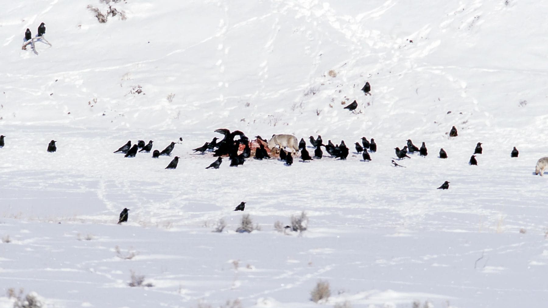 Cuervos alimentándose de una presa junto a lobos en Yellowstone, comportamiento ligado a memoria y GPS según estudio.