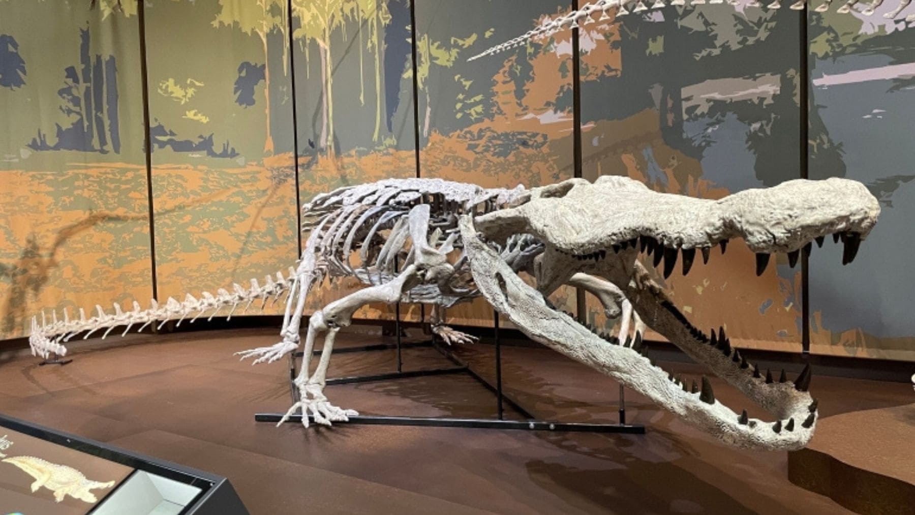 Esqueleto reconstruido de Deinosuchus schwimmeri, cocodrilo gigante de 9,4 metros expuesto en el Tellus Science Museum.