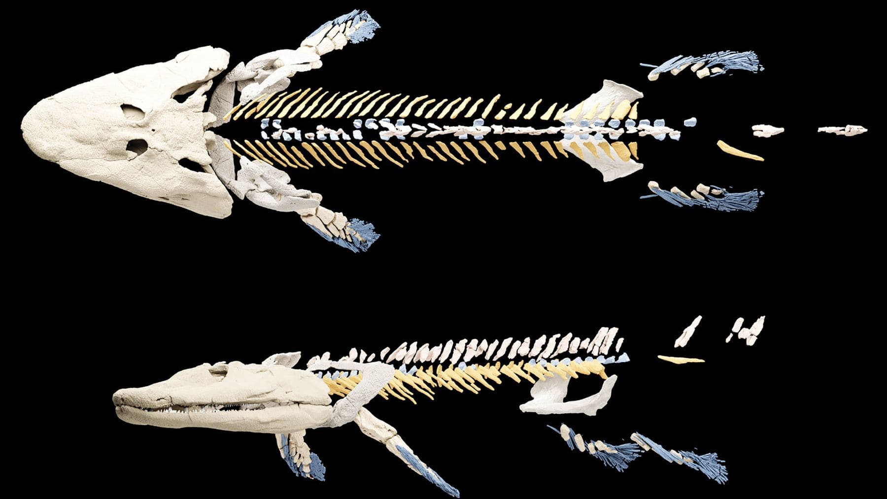 Fósil de Doolysaurus huhmini con cráneo preservado descubierto en Corea del Sur mediante escaneo micro CT.