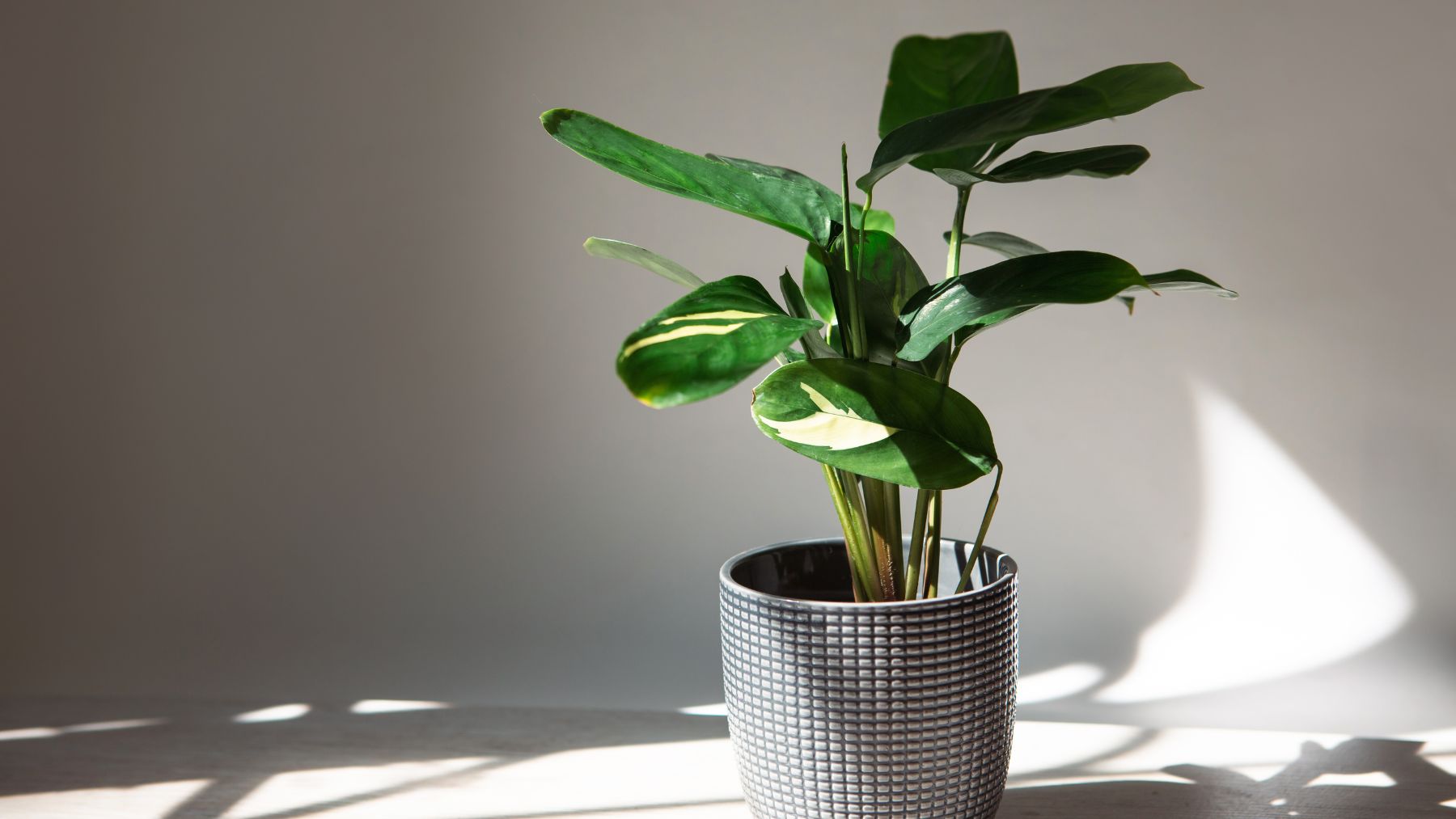 Ficus en maceta con hojas verdes y algunas amarillas en interior con luz natural.
