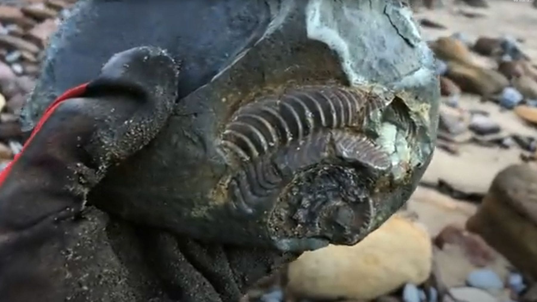 Fósil de ammonite jurásico encontrado en Alemania dentro de una roca de pizarra de la formación Posidonia Shale.