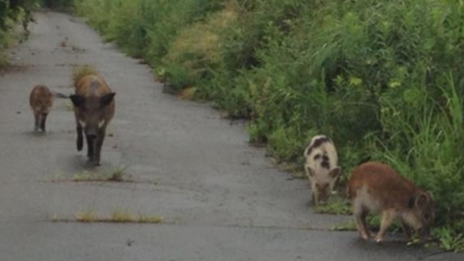 Jabalí y crías híbridas de cerdo en la zona de exclusión de Fukushima tras el accidente nuclear.