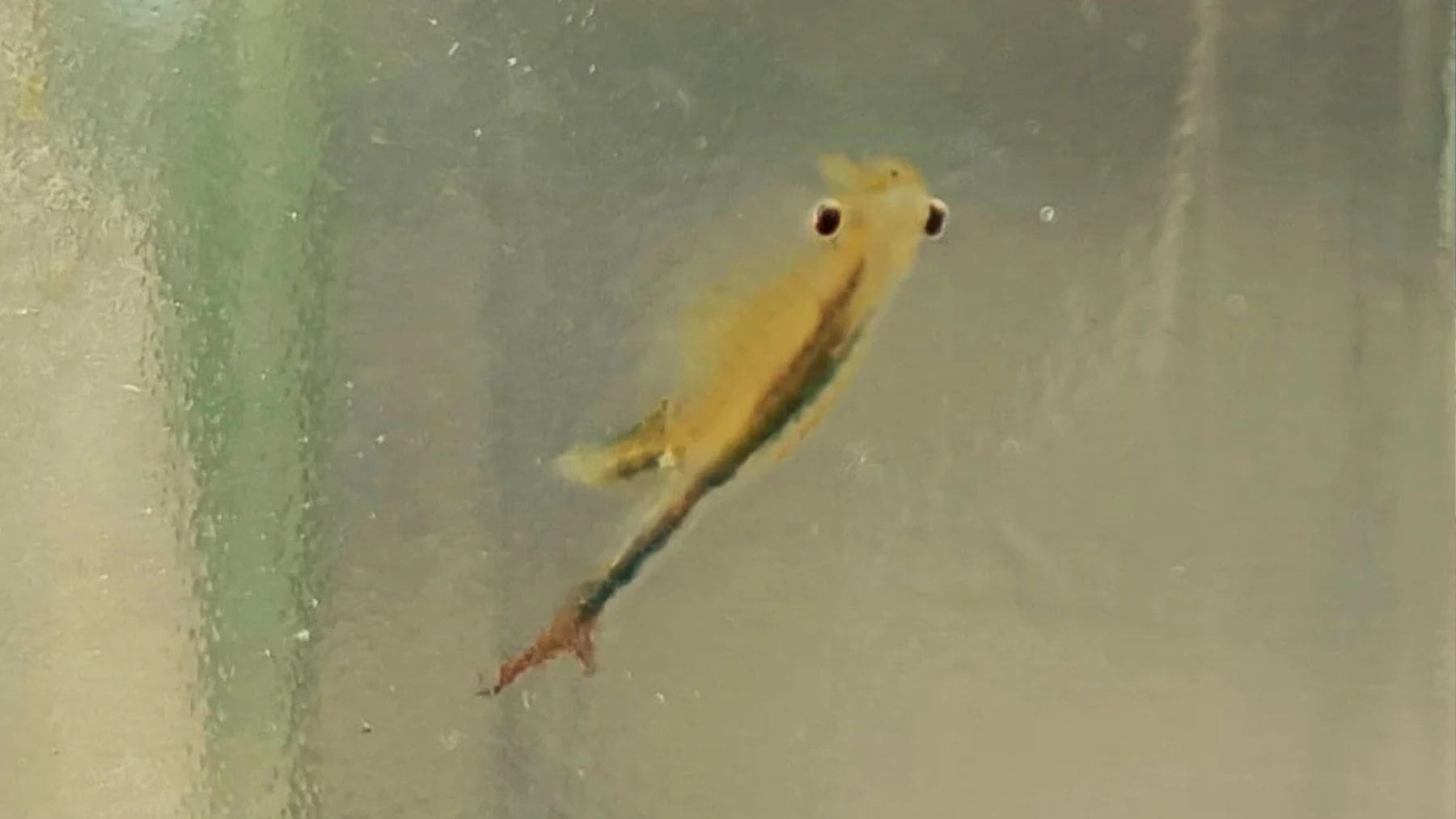 Gamba duende nadando en un charco tras las lluvias de 2026 en España.