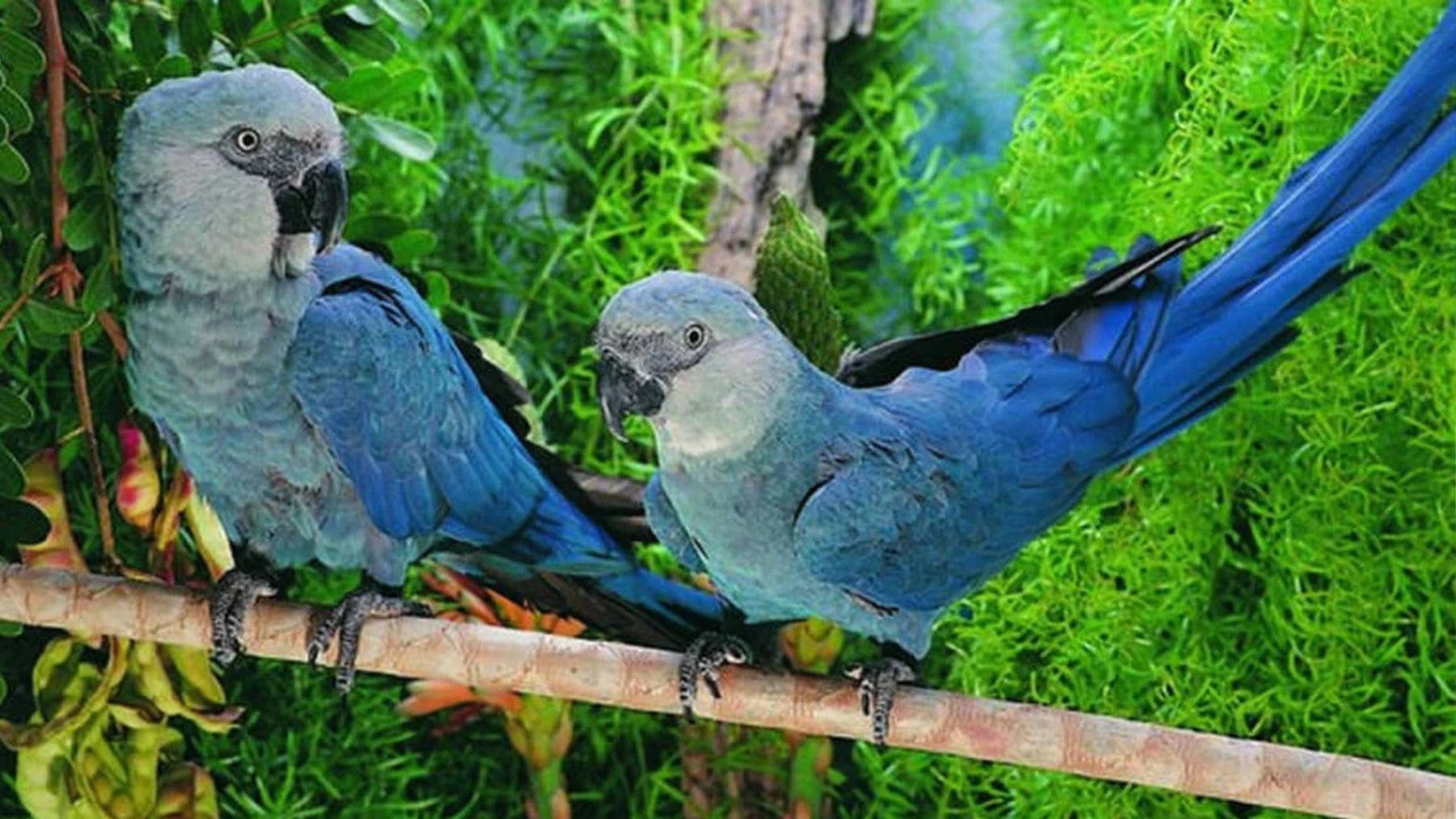 Dos guacamayas de Spix posadas en una rama en Brasil dentro del programa de reintroducción en la Caatinga.