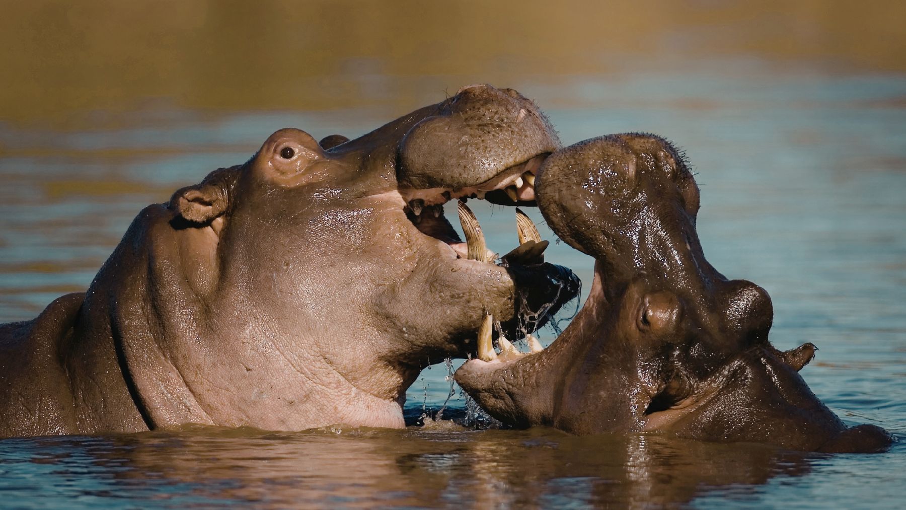 Hipopótamos invasores en un lago luchando dentro del agua, ejemplo de megafauna que altera ecosistemas.