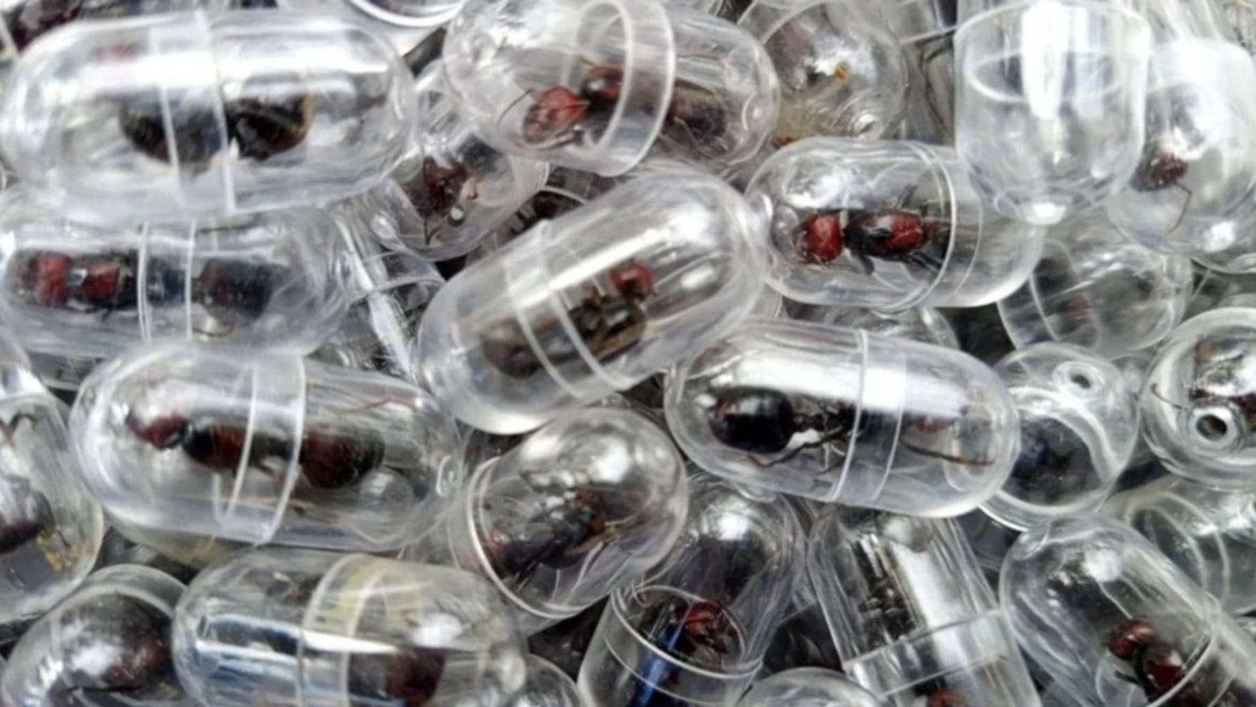 Hormigas reina vivas en cápsulas incautadas en el aeropuerto de Nairobi por tráfico ilegal de especies.