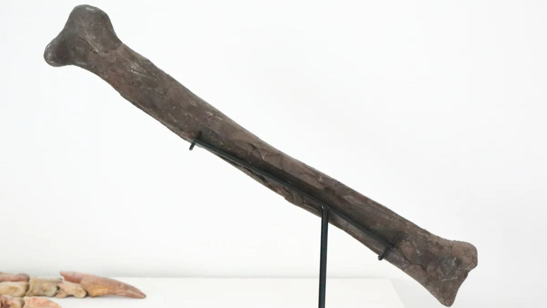 Tibia fósil de tiranosaurio de 74 millones de años hallada en Nuevo México, posible antepasado del T. rex.