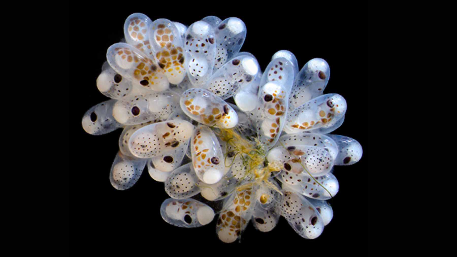 Huevos de pulpo en racimo adheridos a roca bajo el agua, cápsulas blancas y translúcidas con embriones visibles