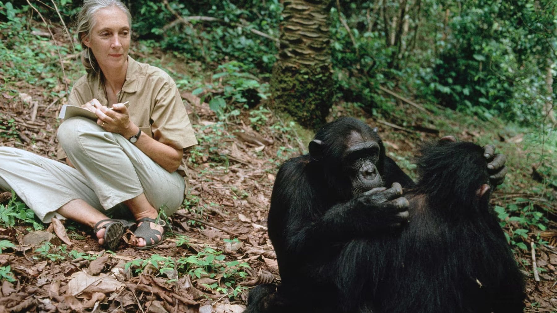 Jane Goodall observando chimpancés en la selva durante su investigación sobre primates y naturaleza.