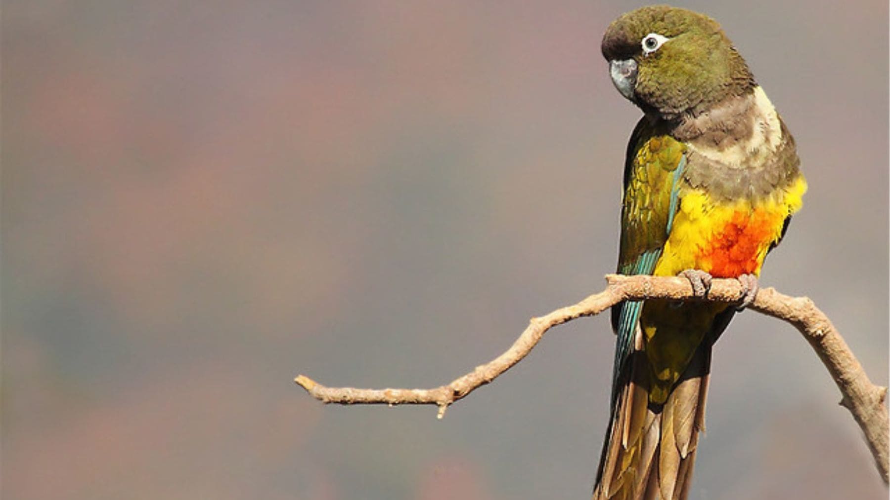 Loro tricahue (Cyanoliseus patagonus bloxami) posado en una rama, especie que vuelve a reproducirse en Río Clarillo, Chile