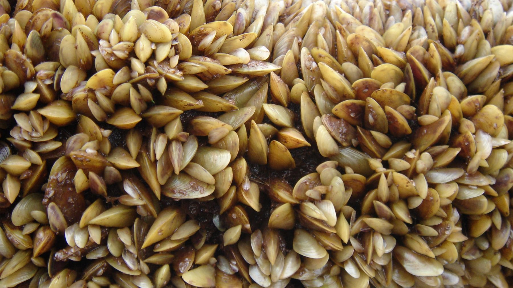 Plaga de mejillón dorado adherido a tuberías en ríos y lagos causando daños en infraestructuras.