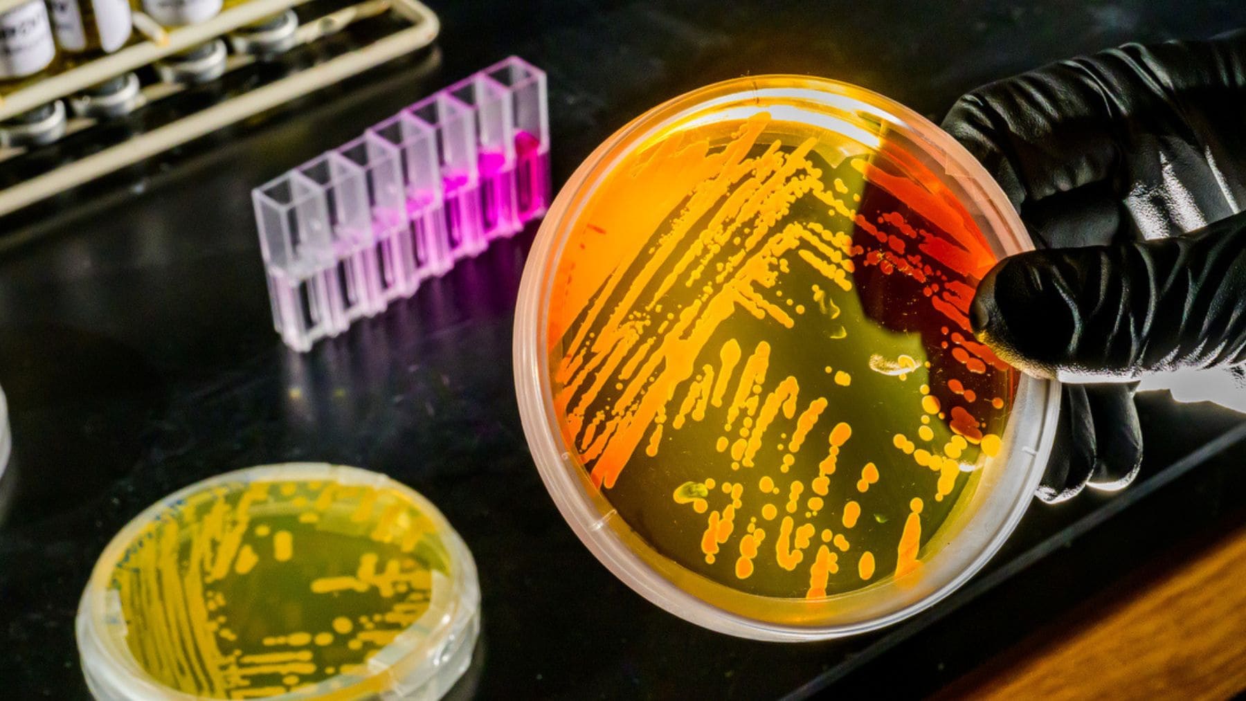 Cultivo de microorganismos en laboratorio relacionado con el microbio marino Nitrosopumilus maritimus y el calentamiento global.