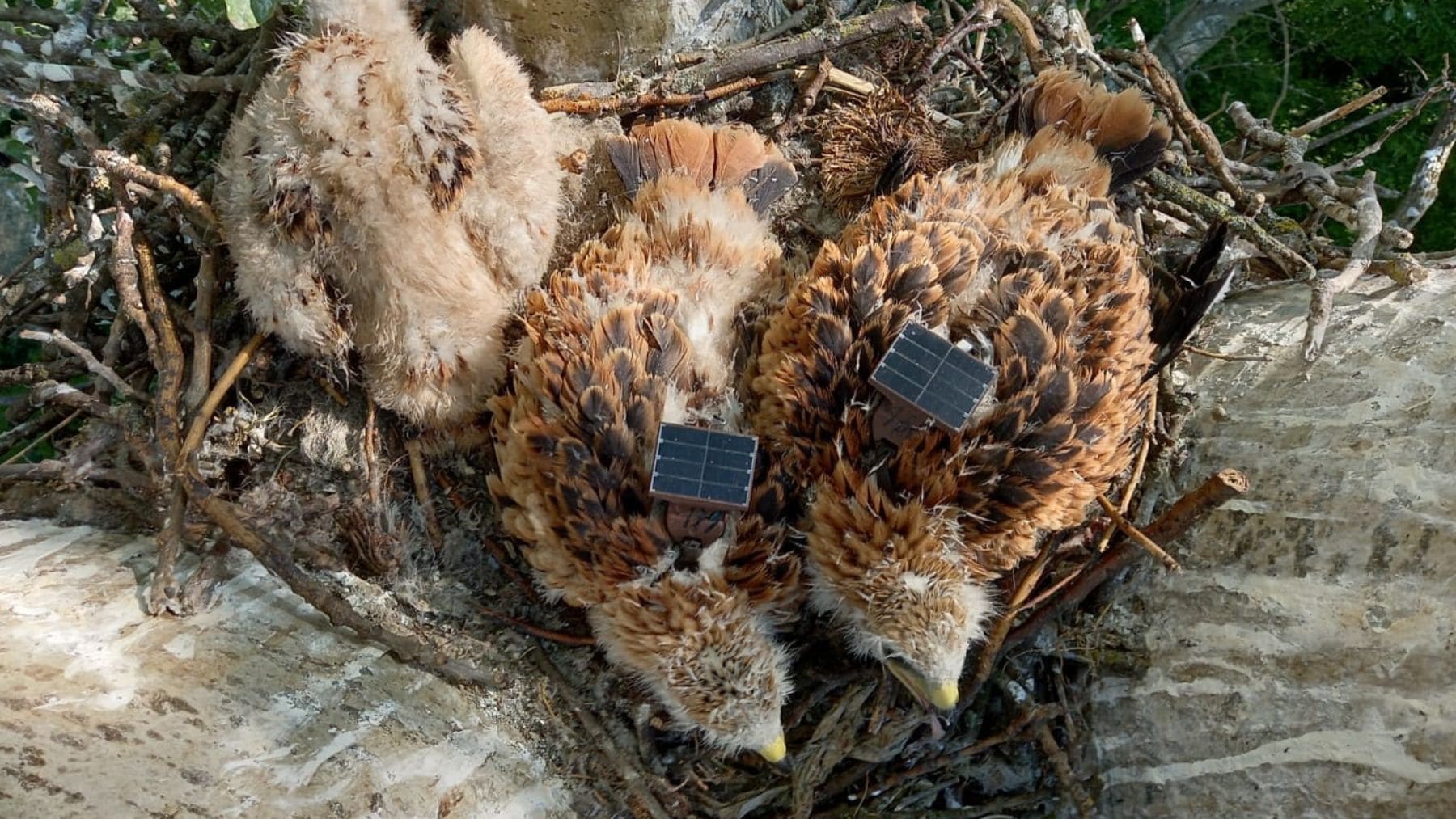 Pollos de milano real con emisores GPS en un nido dentro del proyecto europeo Life Eurokite de seguimiento de rapaces.