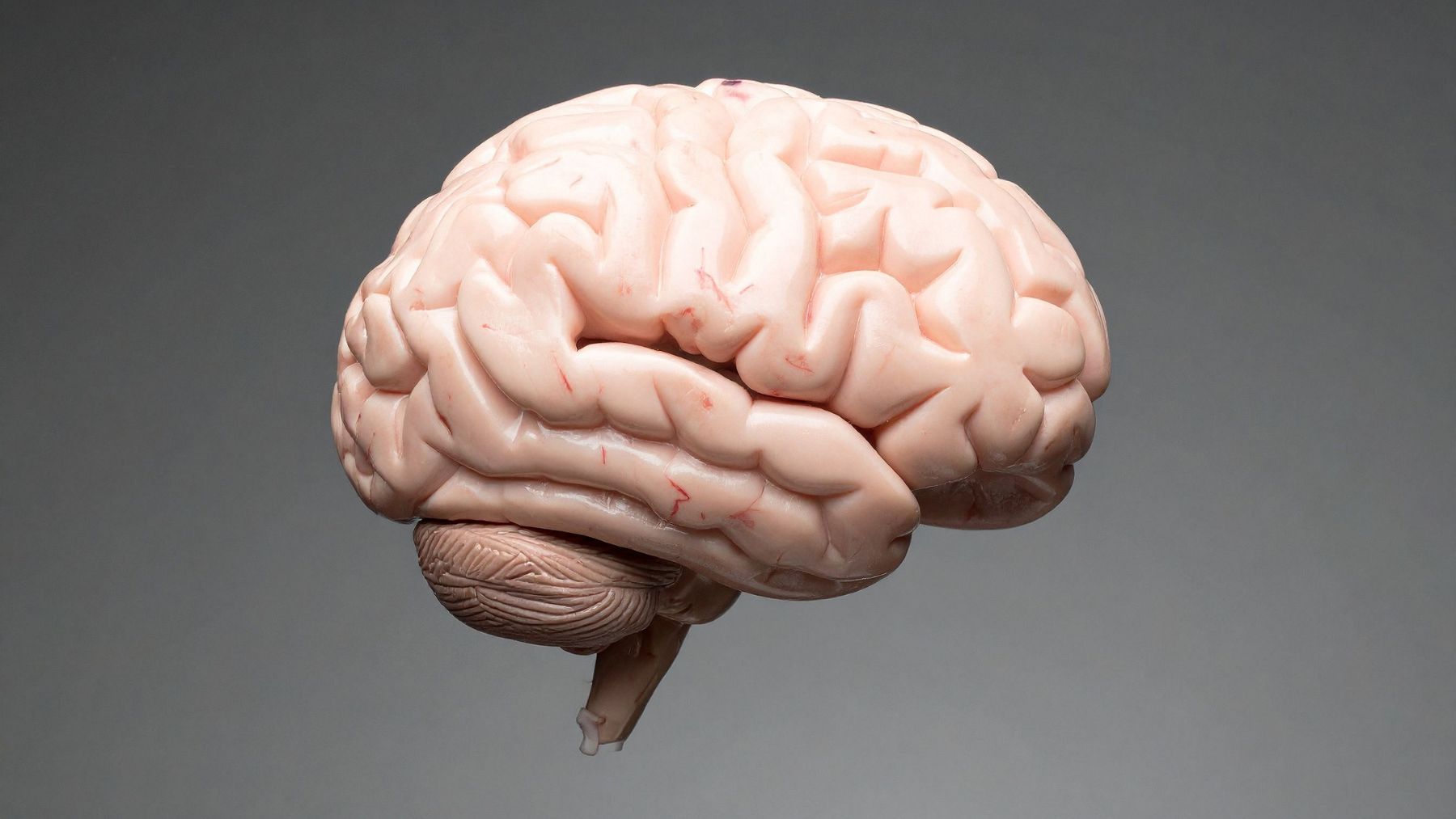 Organoide cerebral o minicerebro cultivado en laboratorio usado para aprender a equilibrar un péndulo invertido.