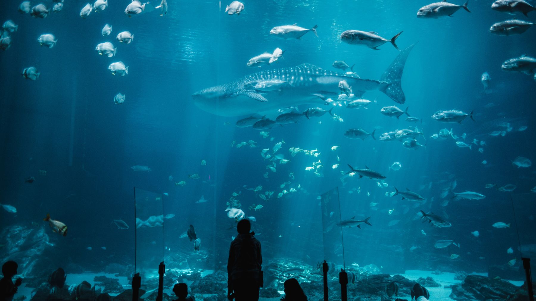 Ecosistema marino con peces en el océano Pacífico, afectado por el fallo del afloramiento en Panamá en 2025
