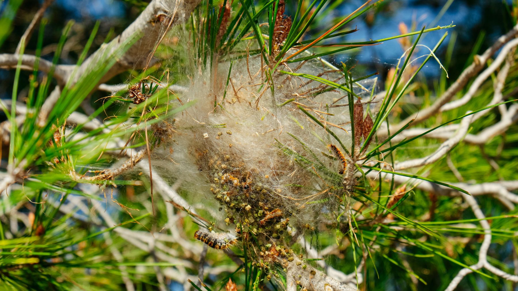 Bolsa de oruga procesionaria en un pino con varias larvas visibles en un nido de seda en ramas.