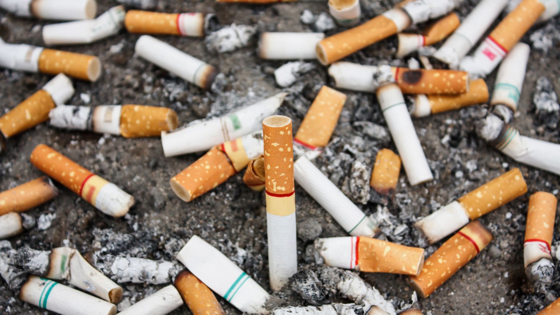 Colillas de cigarrillos acumuladas en el suelo, residuo urbano que algunas aves usan en sus nidos para proteger a sus crías.