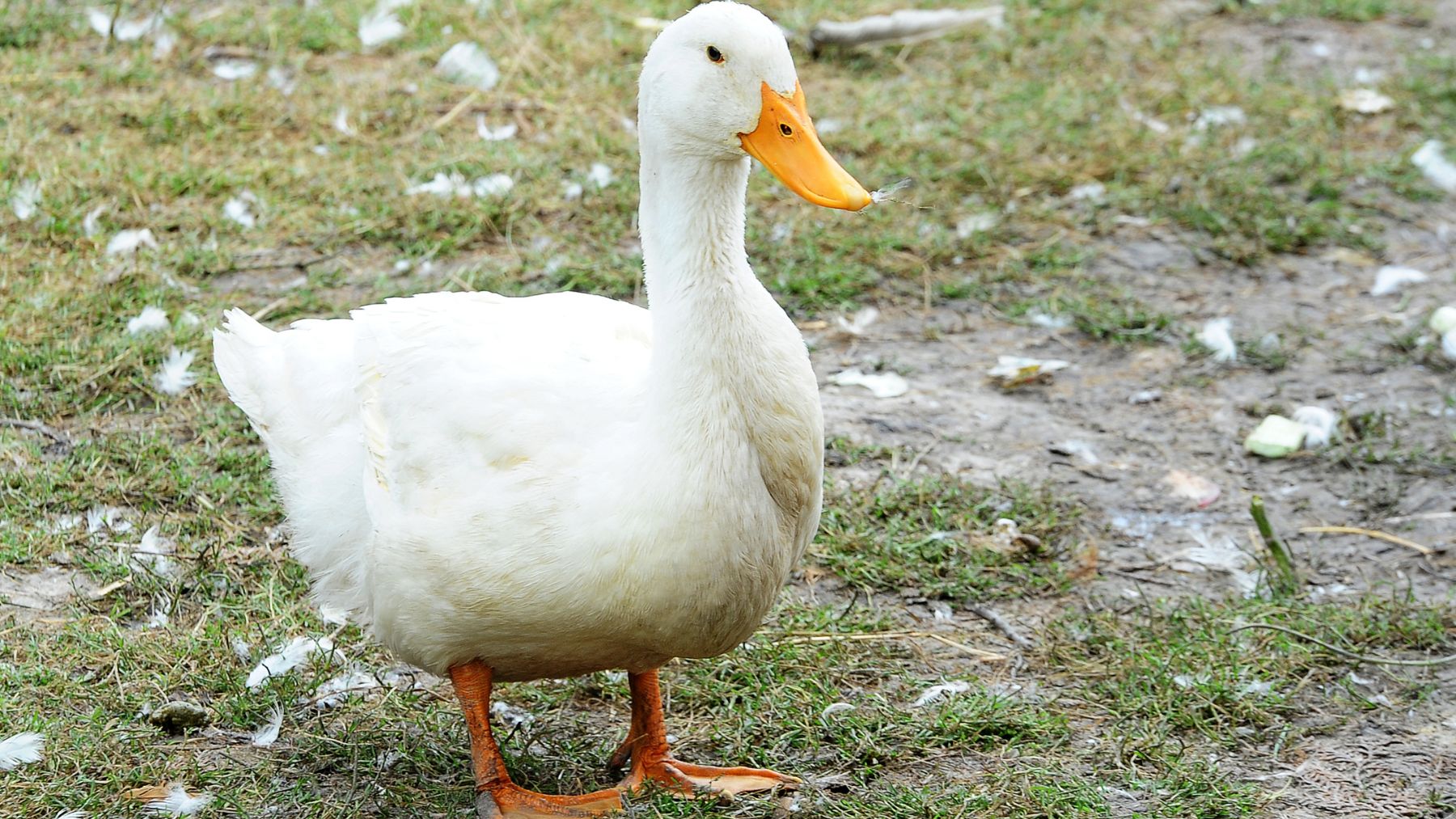 Pato doméstico en una granja relacionado con el caso del supuesto oro hallado en su estómago en China.