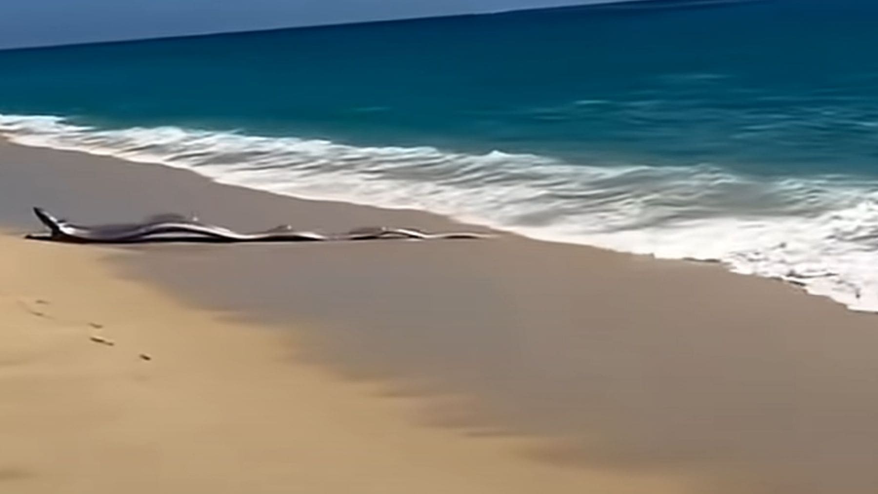 Pez remo varado en la playa de Cabo San Lucas en México conocido como el pez del fin del mundo.