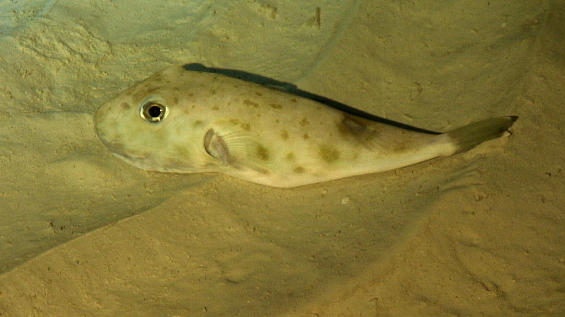 Pez globo captado en la ría de Pontevedra, primera presencia documentada en Galicia.