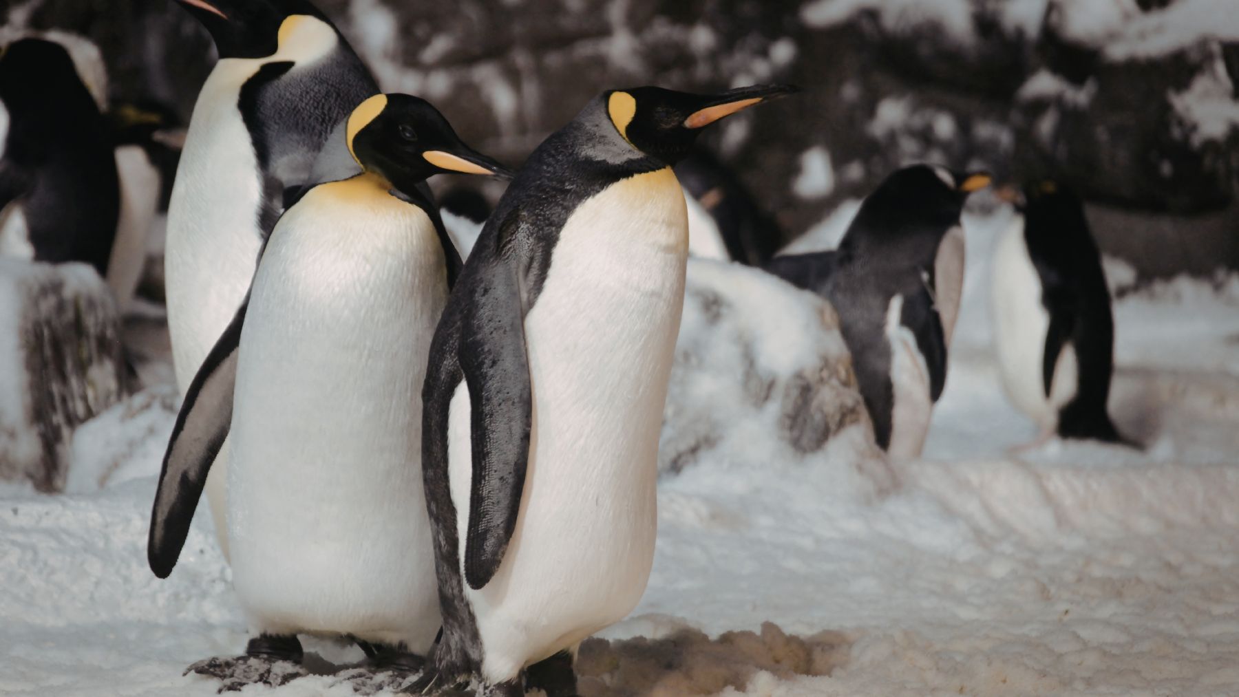 Pingüinos en la Antártida en una colonia cuyos excrementos liberan amoníaco que favorece la formación de nubes.