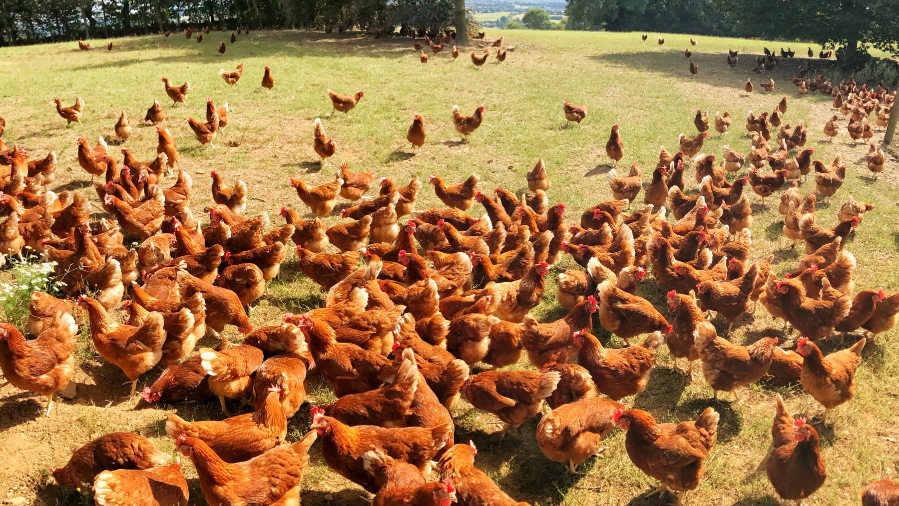 Grupo de pollos en granja relacionados con experimento que recrea rasgos de dinosaurio en plumas.