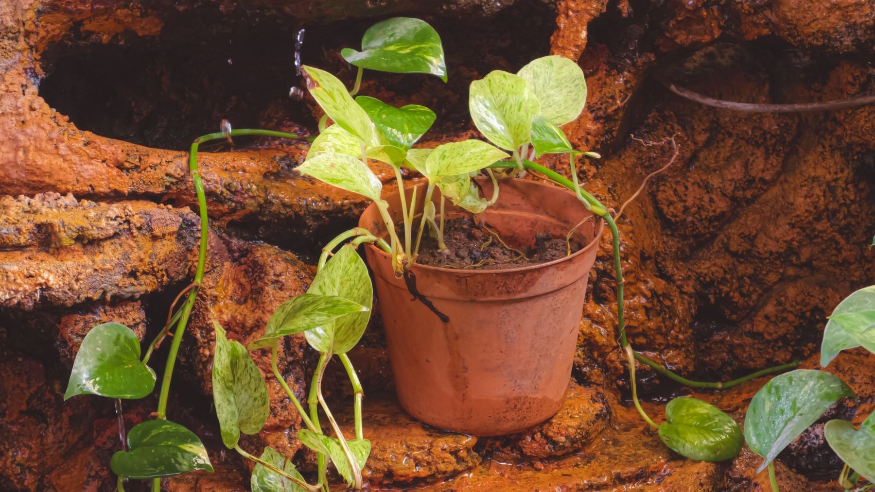 Planta potus en maceta con hojas verdes y tallos largos en interior.