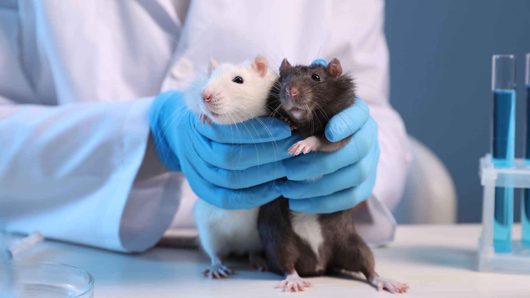 Ratones de laboratorio usados en un experimento para estudiar la recuperación de memoria en Alzheimer.