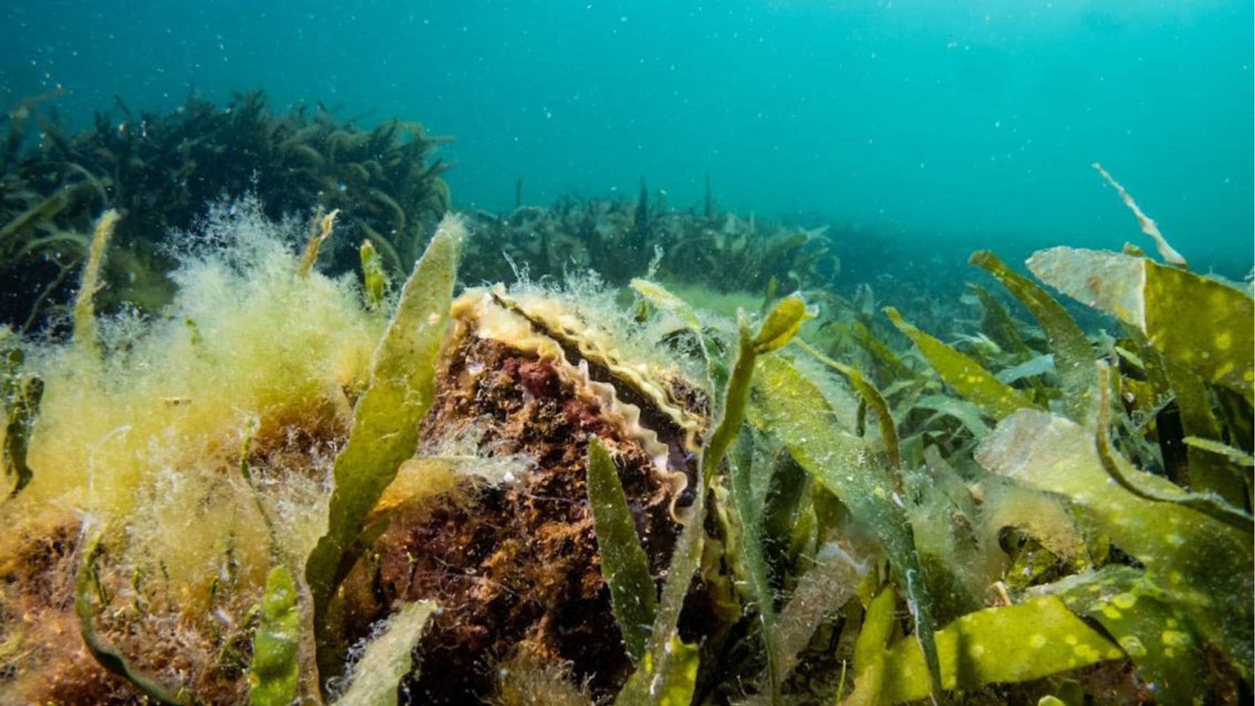 Ostra en el Mar Menor utilizada en un experimento del IEO-CSIC para la recuperación del ecosistema.